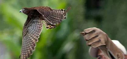 fe what we do thumbnail 05.jpg