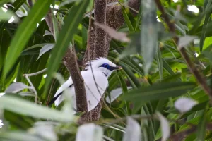 Header, Burung jalak bali result