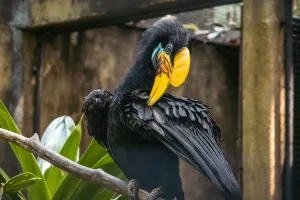 Header, beautiful birds of Indonesia result