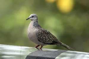 Header, birds of Bali result