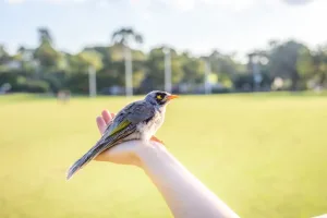 Header, burung endemik indonesia result
