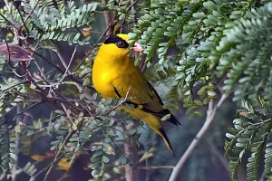 Header, burung kepodang bali di ranting result