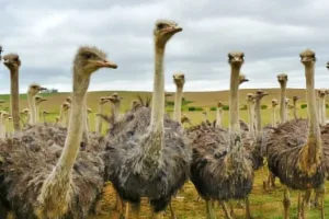 Header, burung terbesar di dunia result
