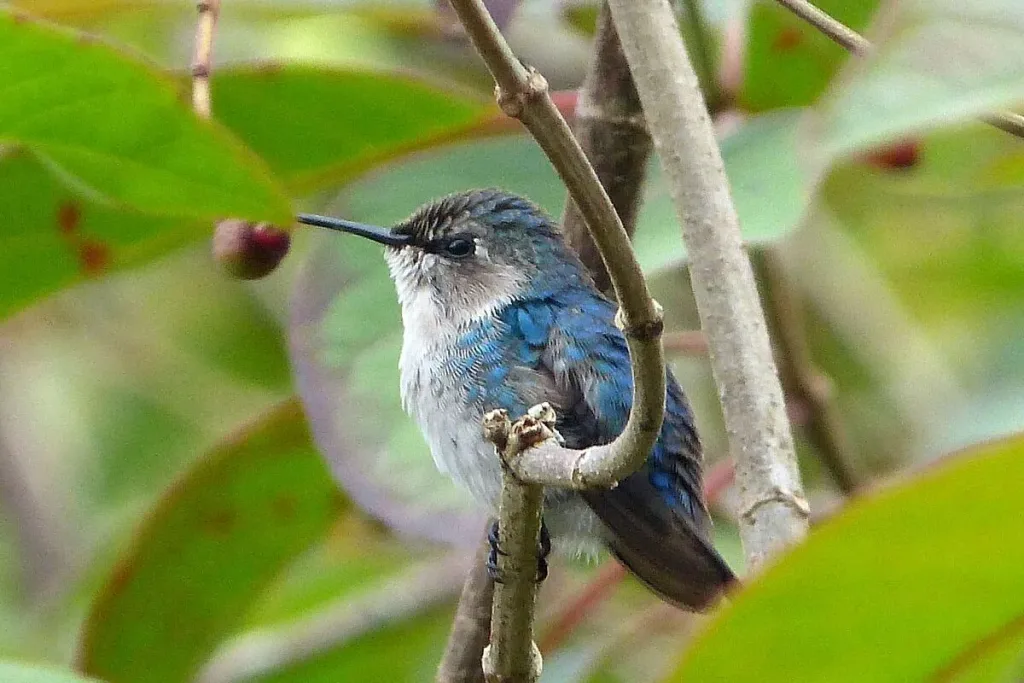 Header, burung terkecil di dunia result