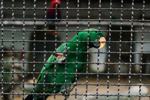 Header, burung yang dilindungi di indonesia result