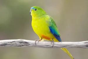 Header, rarest birds in the world result
