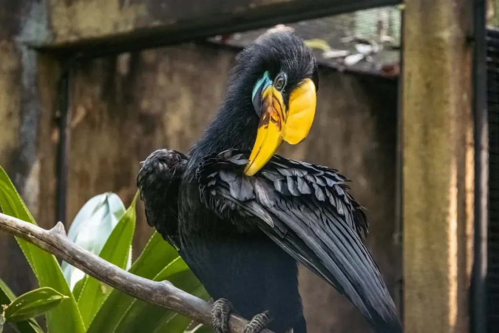 Header,animals in Bali result