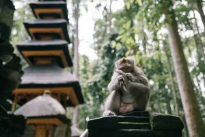 Ubud Monkey Forest result