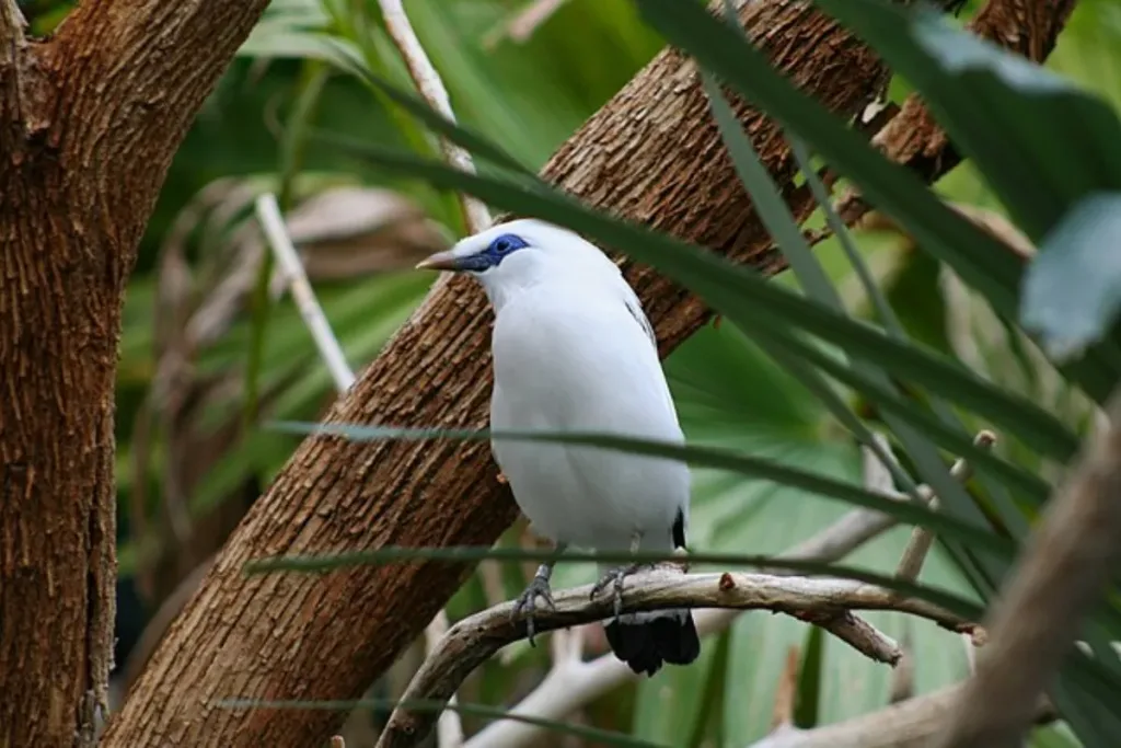 Bali Starling result