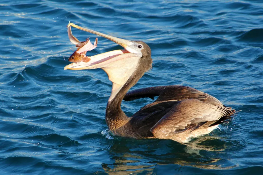 Pelican result
