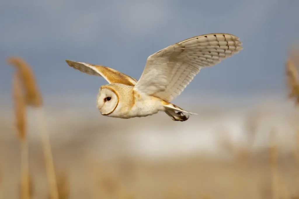 barn owl result