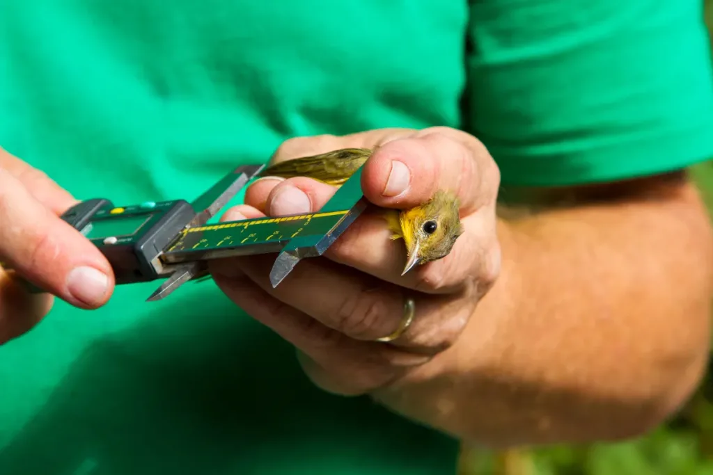 bird conservation result