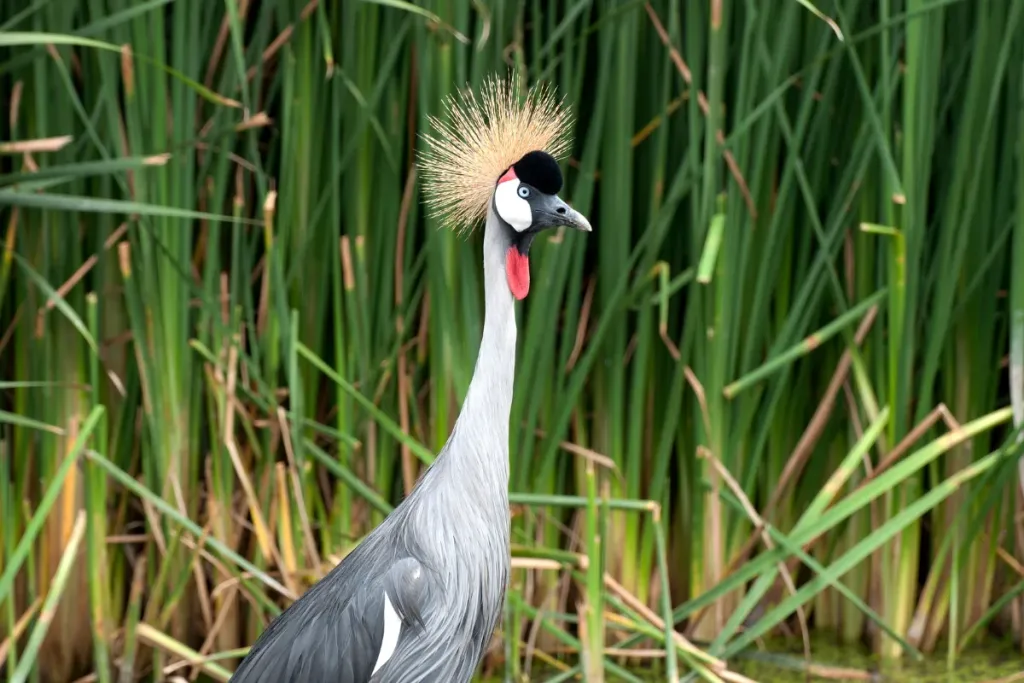 grey crowned crane result
