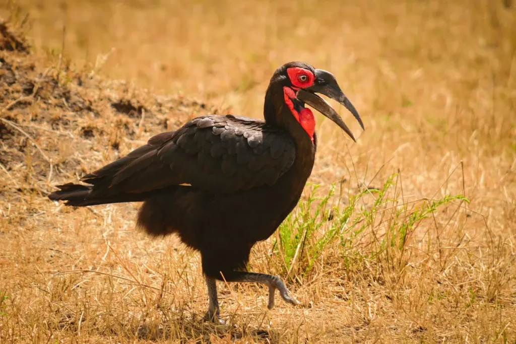 ground hornbill result